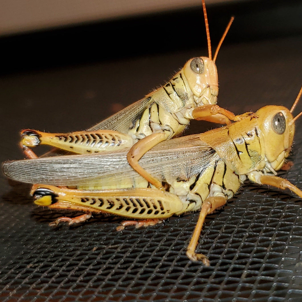 Feeder grasshopper adult breeders - 20 count