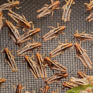 Feeder grasshopper nymphs small - 50 count