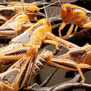 Feeder grasshopper nymphs large - 50 count