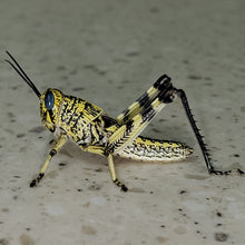 Load image into Gallery viewer, Spotted Bird Grasshopper - medium nymphs - 30 count

