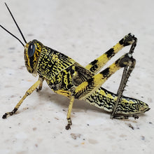 Load image into Gallery viewer, Spotted Bird Grasshopper - large nymphs - 30 count
