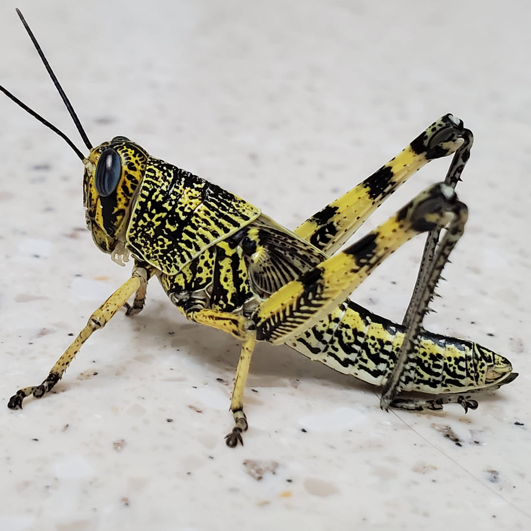 Spotted Bird Grasshopper - large nymphs - 30 count