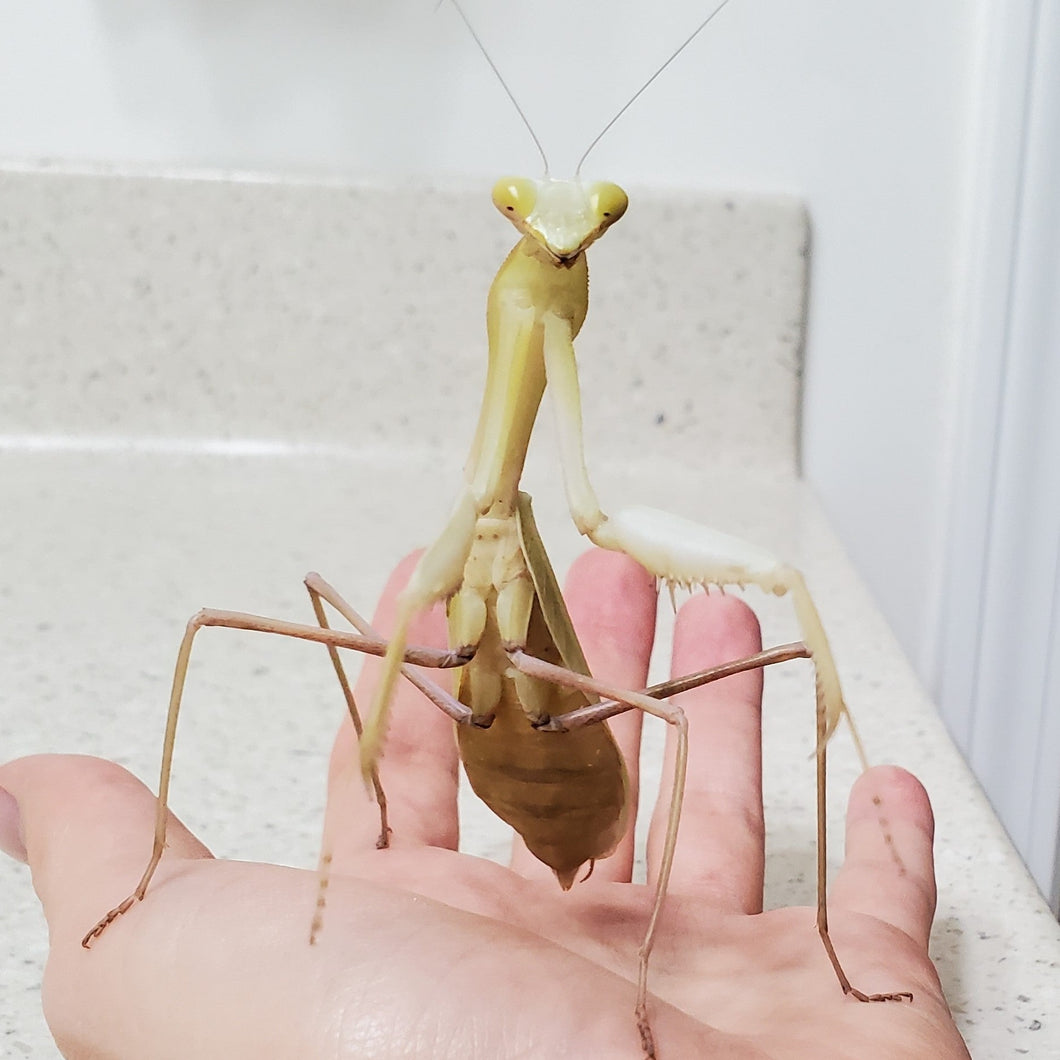 Giant Asian Mantis - adult