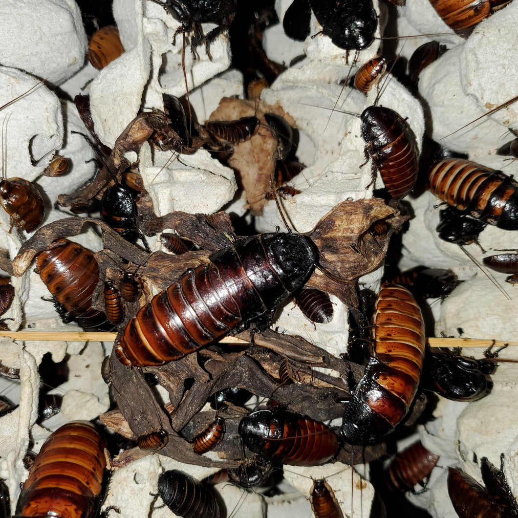 Madagascar Hissing Roach - 20 large